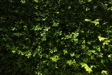 Bahçede yeşil yaprak çiti, ilkbaharda doğal arka plan