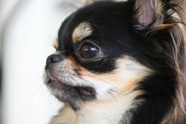 Evdeki küçük siyah ve kahverengi tüylü köpek, şirin chihuahua köpek.