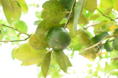Bahçedeki yeşil kireç ağacı, tarım endüstrisi