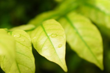 Bahçedeki yeşil yaprağa su damlası, ilkbaharda doğal arka plan