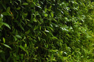 Bahçede yeşil yaprak çiti, ilkbaharda doğal arka plan