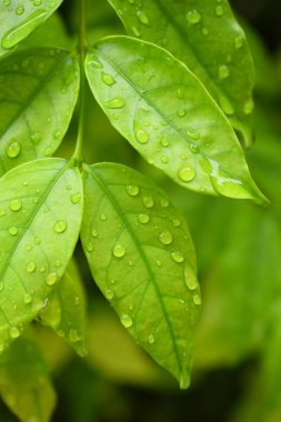 Bahçedeki yeşil yaprağa su damlası, ilkbaharda doğal arka plan