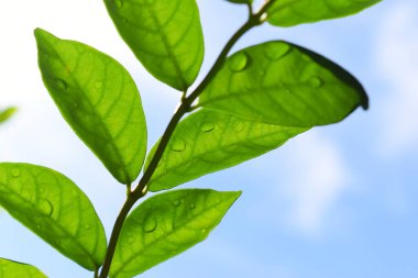 Bahçede su damlası olan yeşil yaprak, mavi gökyüzü ve ilkbaharda beyaz bulut arka planı