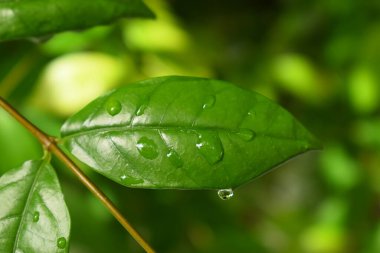 Bahçedeki yeşil yaprağa su damlası, ilkbaharda doğal arka plan