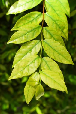 Bahçedeki yeşil yaprağa su damlası, ilkbaharda doğal arka plan