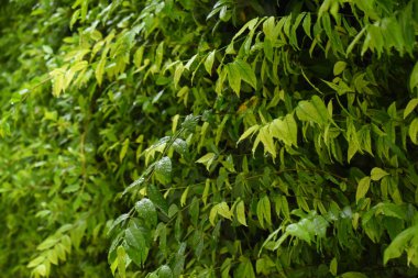 Bahçede yeşil yaprak çiti, ilkbaharda doğal arka plan