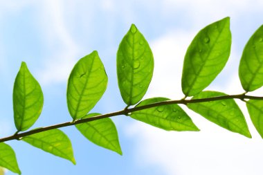 Bahçede su damlası olan yeşil yaprak, mavi gökyüzü ve ilkbaharda beyaz bulut arka planı