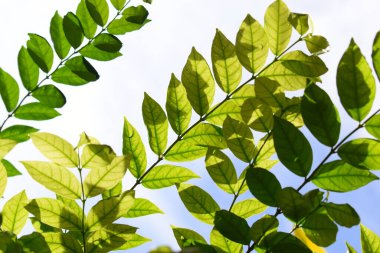 Bahçede su damlası olan yeşil yaprak, mavi gökyüzü ve ilkbaharda beyaz bulut arka planı