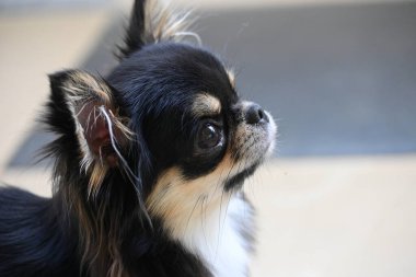 Evdeki küçük siyah ve kahverengi tüylü köpek, şirin chihuahua köpek.