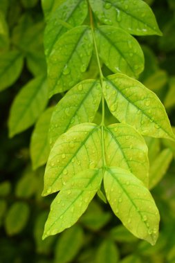 Bahçedeki yeşil yaprağa su damlası, ilkbaharda doğal arka plan