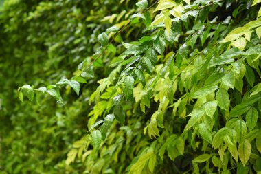 Bahçede yeşil yaprak çiti, ilkbaharda doğal arka plan