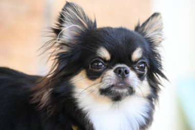 Evdeki küçük siyah ve kahverengi tüylü köpek, şirin chihuahua köpek.