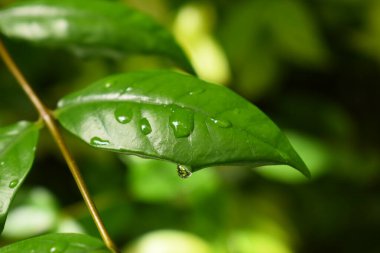 Bahçedeki yeşil yaprağa su damlası, ilkbaharda doğal arka plan