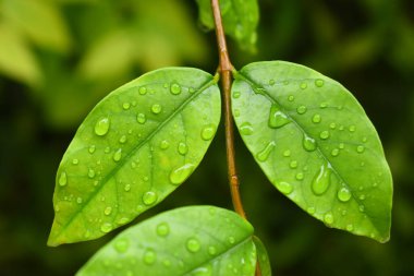 Bahçedeki yeşil yaprağa su damlası, ilkbaharda doğal arka plan