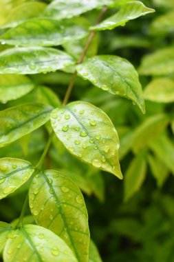 Bahçedeki yeşil yaprağa su damlası, ilkbaharda doğal arka plan