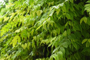 Bahçede yeşil yaprak çiti, ilkbaharda doğal arka plan