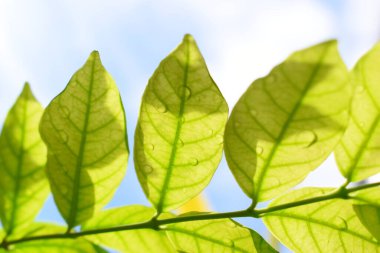 Bahçede su damlası olan yeşil yaprak, mavi gökyüzü ve ilkbaharda beyaz bulut arka planı