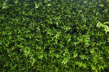 Bahçede yeşil yaprak çiti, ilkbaharda doğal arka plan