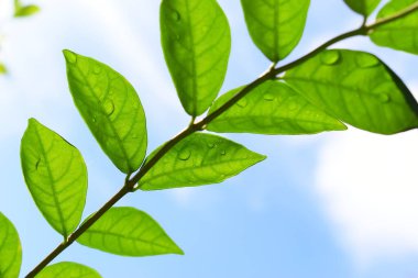 Bahçede su damlası olan yeşil yaprak, mavi gökyüzü ve ilkbaharda beyaz bulut arka planı