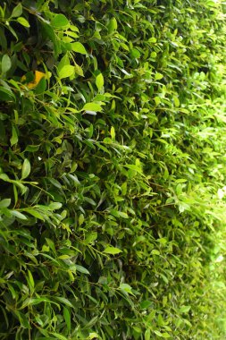 Bahçede yeşil yaprak çiti, ilkbaharda doğal arka plan