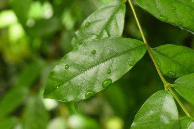 Bahçedeki yeşil yaprağa su damlası, ilkbaharda doğal arka plan