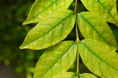 Bahçedeki yeşil yaprağa su damlası, ilkbaharda doğal arka plan