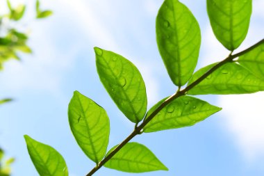 Bahçede su damlası olan yeşil yaprak, mavi gökyüzü ve ilkbaharda beyaz bulut arka planı