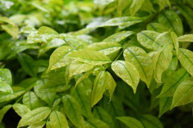 Bahçedeki yeşil yaprağa su damlası, ilkbaharda doğal arka plan