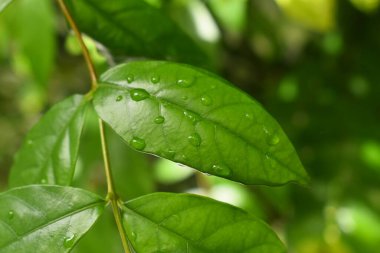 Bahçedeki yeşil yaprağa su damlası, ilkbaharda doğal arka plan