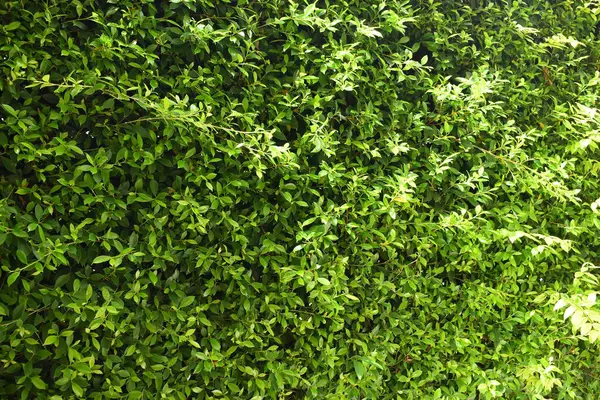 Bahçede yeşil yaprak çiti, ilkbaharda doğal arka plan