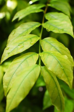 Bahçedeki yeşil yaprağa su damlası, ilkbaharda doğal arka plan