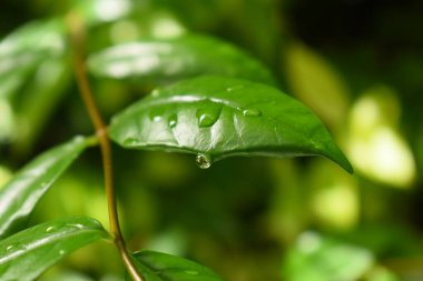 Bahçedeki yeşil yaprağa su damlası, ilkbaharda doğal arka plan