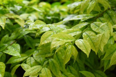 Bahçedeki yeşil yaprağa su damlası, ilkbaharda doğal arka plan