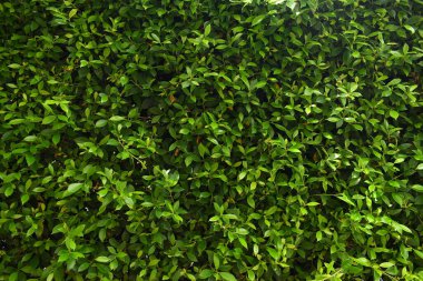 Bahçede yeşil yaprak çiti, ilkbaharda doğal arka plan