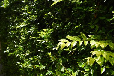 Bahçede yeşil yaprak çiti, ilkbaharda doğal arka plan