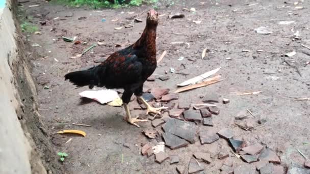 Ayam Mencari Makanan — Stok Video