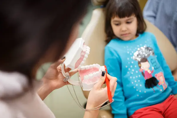 Çene modeli kullanarak dişlerin nasıl temizleneceğini çocuğa gösteren diş hekimi