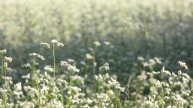 Çiçek açan yaz tarlası rüzgarda sallanıyor. Tarlada beyaz çiçekler