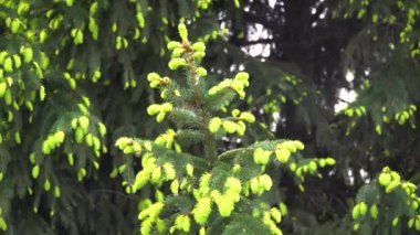 yeşil çam çam çam ağacını filizlendirir