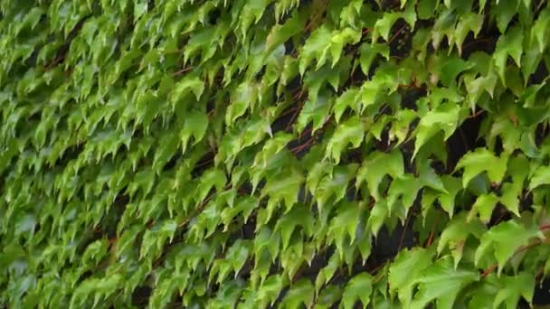 Green Ivy Wrapped Wall Green Background — Stock Video