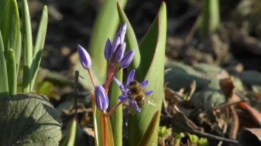 Arı, çiçekte polen toplar.