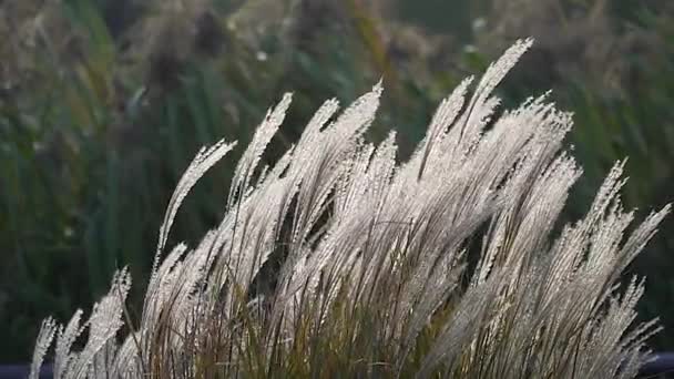 Reeds Dalam Sinar Matahari Terbenam Gambar Dinding Latar Belakang Matahari — Stok Video