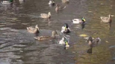  Ördek ve yiyecek nehirde yüzüyor, diğer ördeklerden kaçıyor.