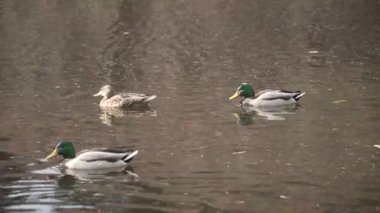 Ördekler gölette yüzer.
