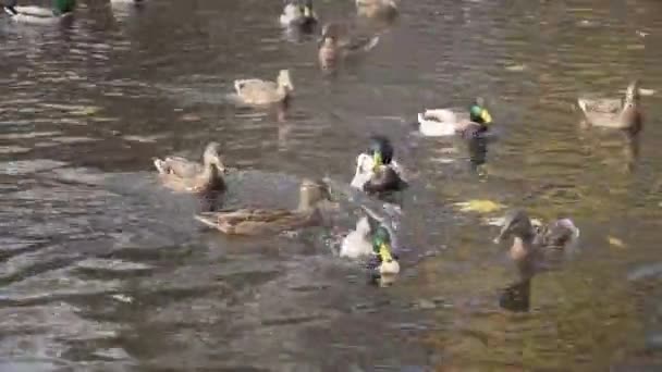Pato Con Comida Flota Río Abajo Huyendo Otros Patos — Vídeo de stock
