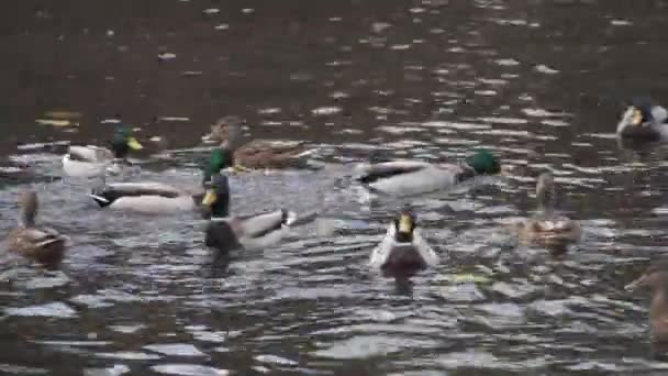 Kaczka Jedzeniem Spływa Dół Rzeki Uciekając Przed Innymi Kaczkami — Wideo stockowe