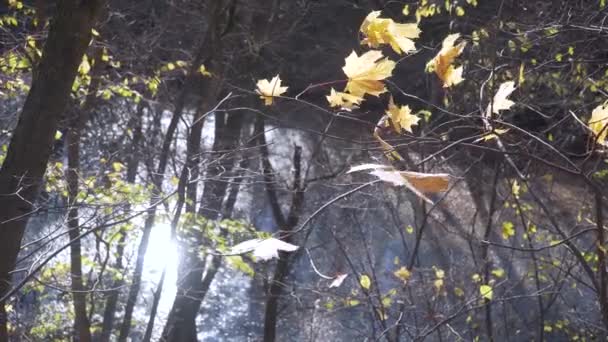 Foglie Acero Giallo Autunno Ondeggiano Nel Vento Lago Blu Sullo — Video Stock