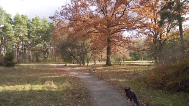 秋のパーク 美しい黄色のオークの木 公園で走っている犬たち — ストック動画