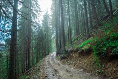 Sonbahar ormanlarındaki ağaçlar sisin içinde.