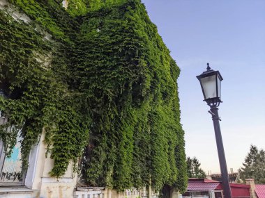 Ev yeşil üzüm bağlarıyla çevrili, Kyiv.